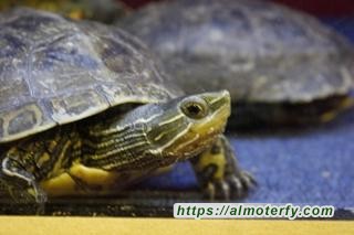 مهرجان القطيف يجمع بين الترفيه والتعليم والثقافة والحضارة  