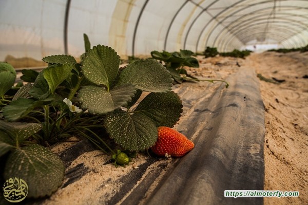 نجاح تجربة زراعة "الفراولة" بمزارع العتبة العباسية في كربلاء