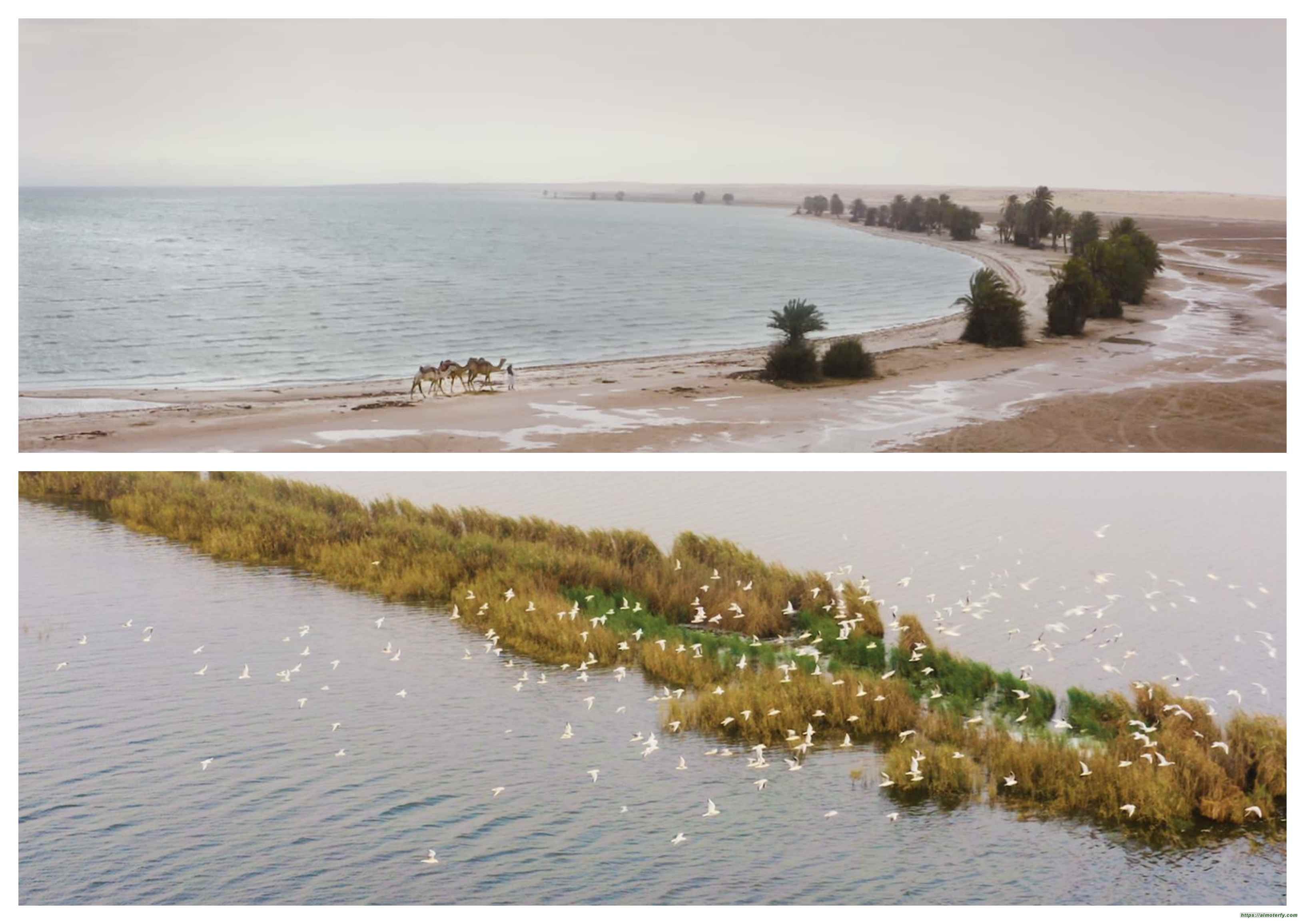 الأحساء تستقبل سُياحها بـ "بحيرة الأصفر"