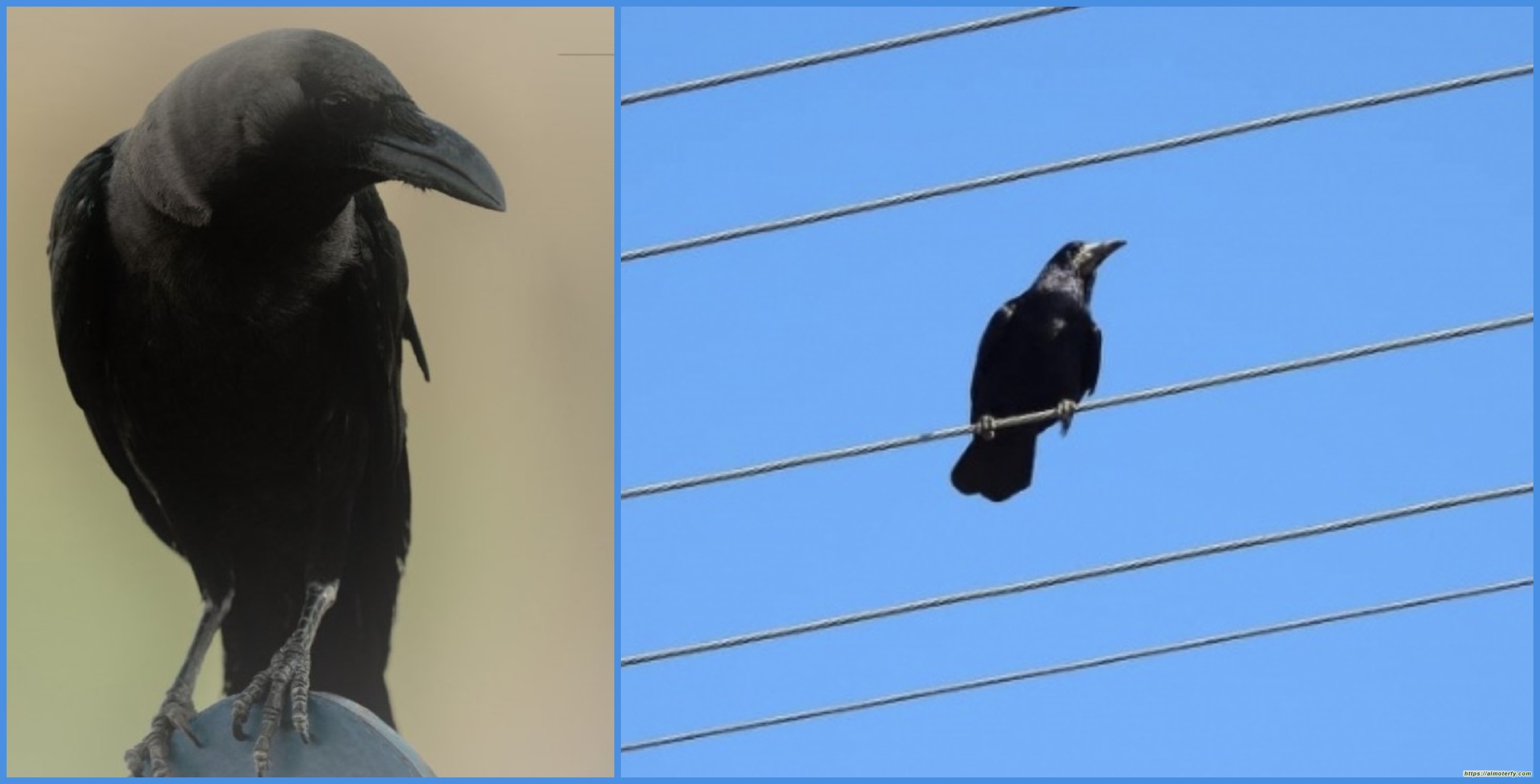 خطط لمكافحة الغراب الهندي