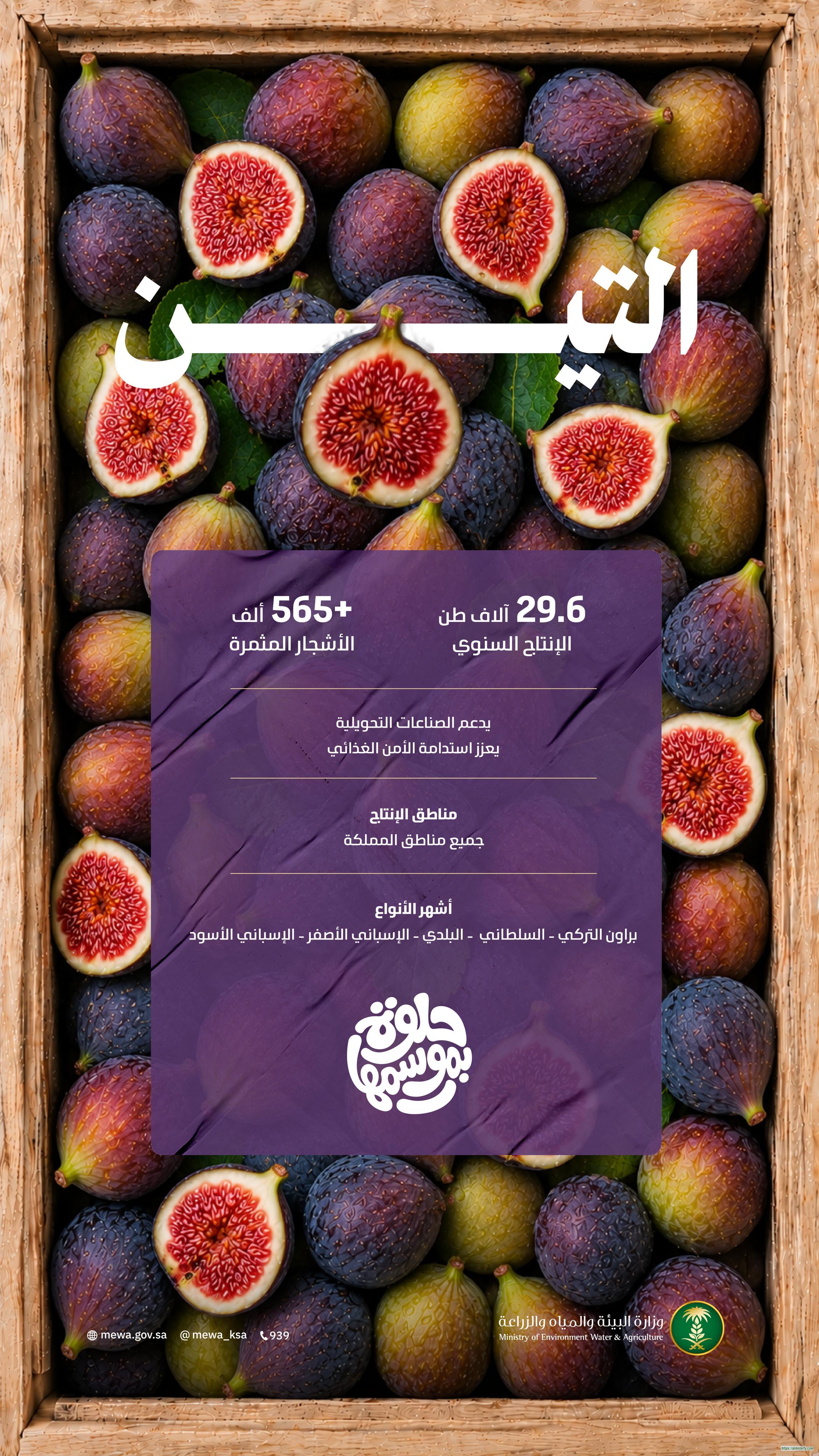 التين يحلّي موسم الصيف ويُنعش الأسواق بإنتاج نحو 30 ألف طن من أجود الأصناف المحلية