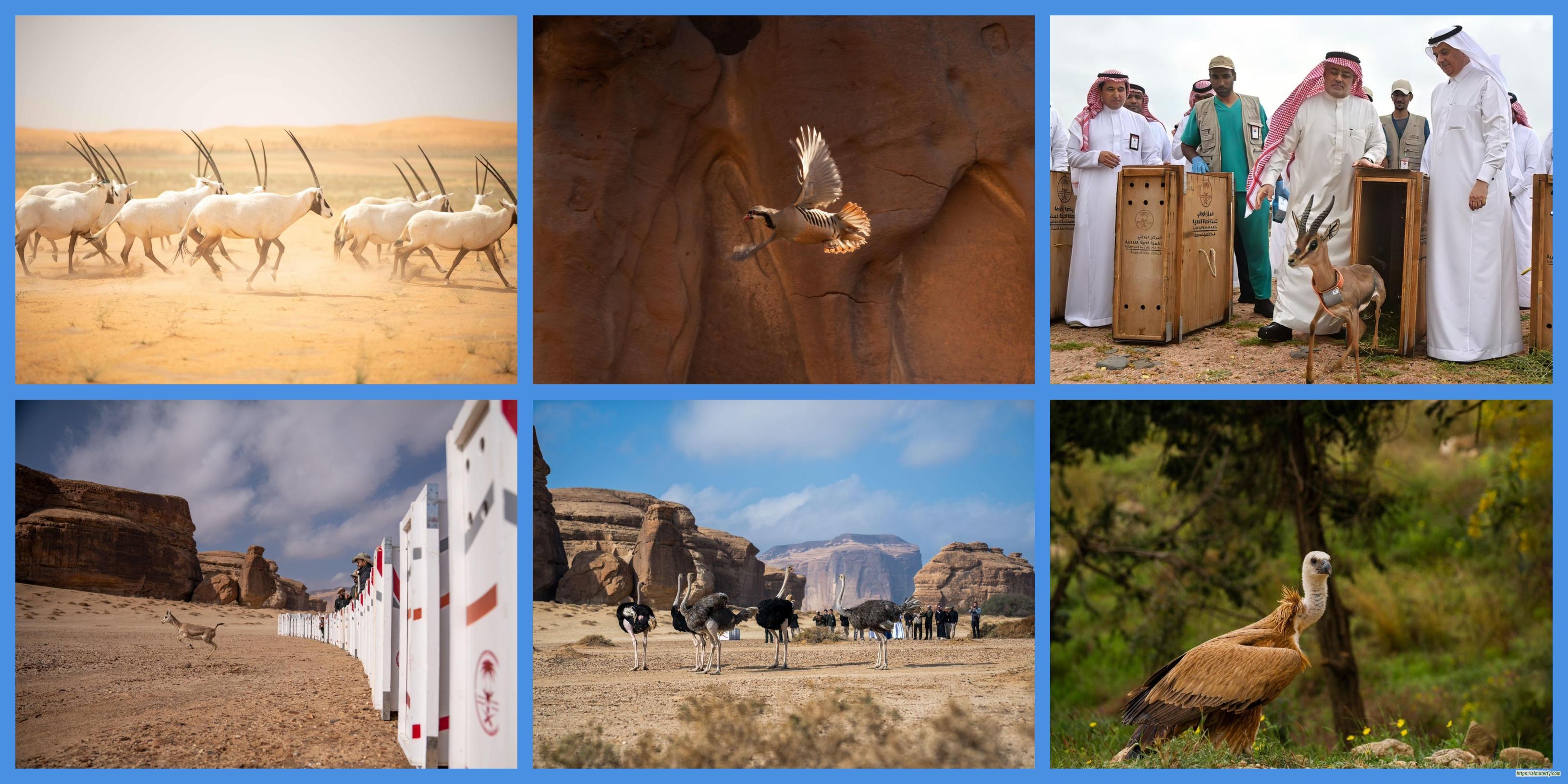 المركز الوطني لتنمية الحياة الفطرية: إطلاق أكثر من 10 آلاف كائن فطري ضمن برامج إعادة التوطين