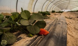 نجاح تجربة زراعة "الفراولة" بمزارع العتبة العباسية في كربلاء